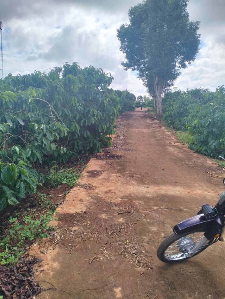 Đất cà phê xã Chư Sê 2160m² giá 1.4 tỷ - Cơ hội đầu tư hấp dẫn!