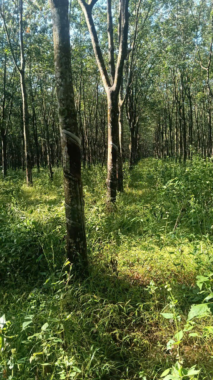 Farm 3,2ha tại Thanh Lương, Bình Long chỉ 6 tỷ - Đầu tư sinh lời ngay!