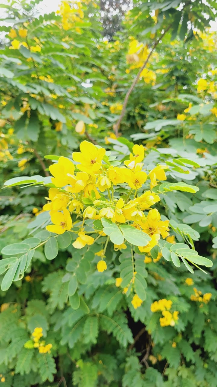 Đất thổ cư An Thượng 48m² giá 3 tỷ - Cơ hội đầu tư hấp dẫn!