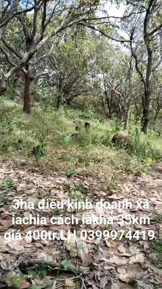 Đất Farm 3ha tại Ia Chia, Ia Grai - Chỉ 400 triệu VND - Cơ hội đầu tư tuyệt vời!
