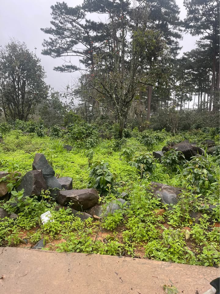 Đất nền 1700m² tại Phường Xuân Trường, Đà Lạt - Giá chỉ 2 tỷ, view đẹp!