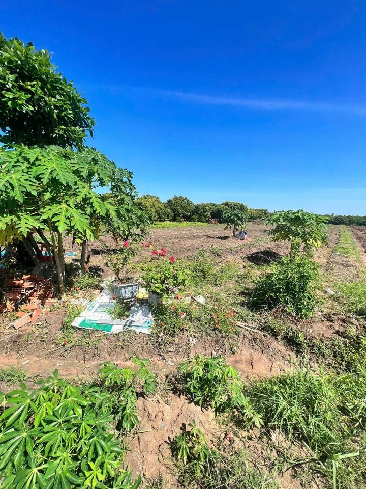 Bán đất Long Hoa, Hòa Thành, Tây Ninh 1800m² - Mặt tiền đường ô tô