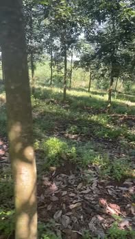 Đất nền Lộc Quang 20000m² giá 3.5 tỷ - Cơ hội đầu tư hấp dẫn!