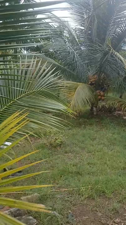 Đất nền Lâm San, Cẩm Mỹ 7700m² giá 6.93 tỷ - Sổ đỏ chính chủ, đường ô tô vào tận nơi!