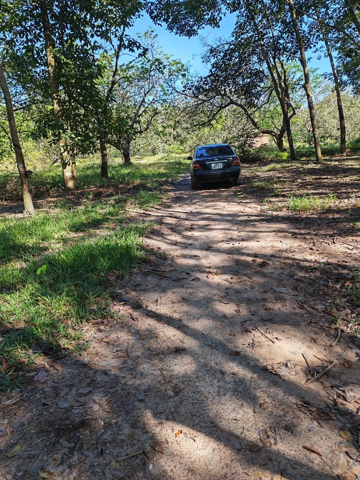 Đất Farm 30.000m² tại Tân Hưng, Hớn Quản, Bình Phước - Giá chỉ 5 tỷ!