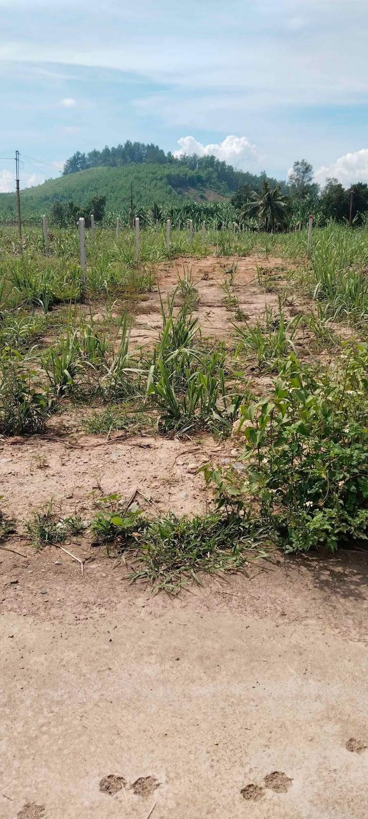 Bán lô đất Khánh Trung 441m² chỉ 290 triệu - Đầu tư sinh lời ngay!