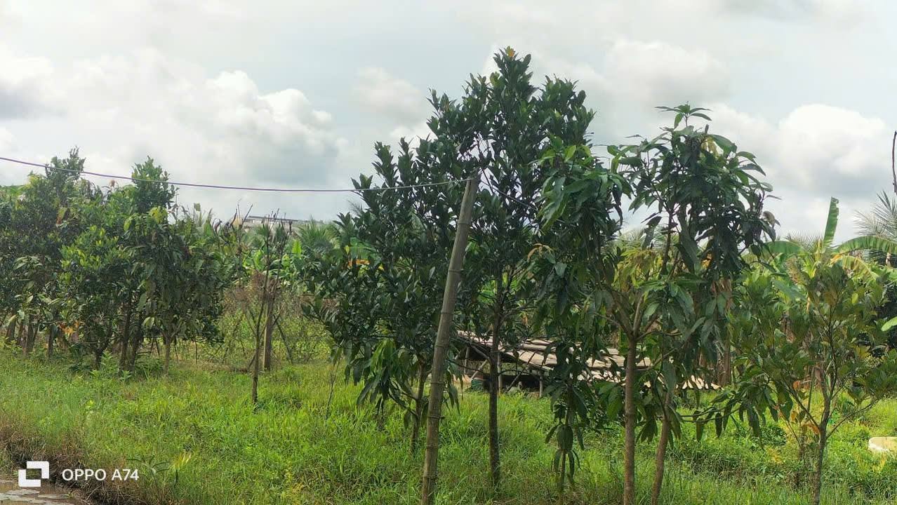 Đất trồng lúa 1614m² tại khóm 7 Trà Vinh, giá 1.6 tỷ - Cơ hội đầu tư hấp dẫn!