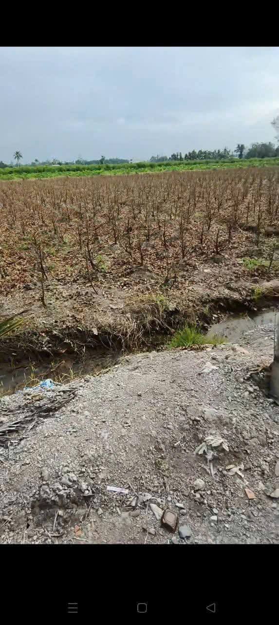 Đất vườn Lương Hòa Bến Lức 3800m² giá 3.23 tỷ - Gần sông Vàm Cỏ, đường ô tô vào tận nơi!