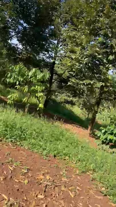 Bán gấp farm 840m² tại xã Ea H'đinh, Cư M'gar - Giá chỉ 3 tỷ!