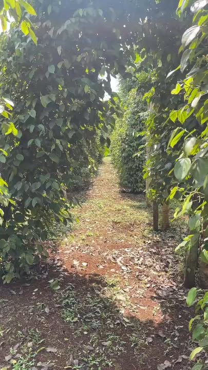 Đất nền tại phường Cư Bao, Buôn Hồ 2586m² giá chỉ 2.8 tỷ - Cơ hội đầu tư hấp dẫn!