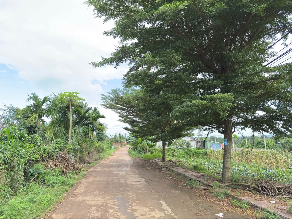 Đất thổ cư Ea Kao 135m² giá chỉ 555 triệu - Cơ hội đầu tư tuyệt vời!