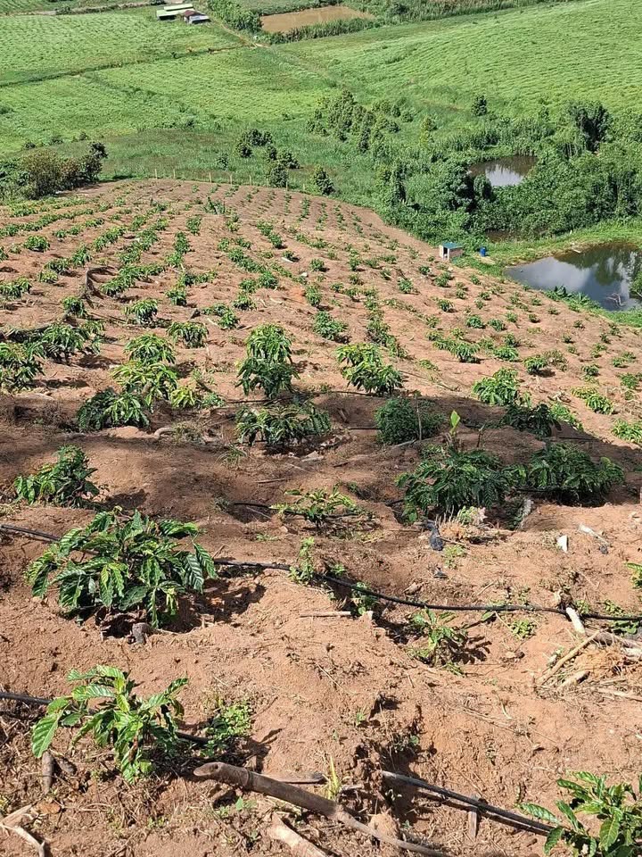 Farm 1ha đất cà phê Phúc Thọ Lâm Hà giá 1.5 tỷ - Đầu tư sinh lời ngay!