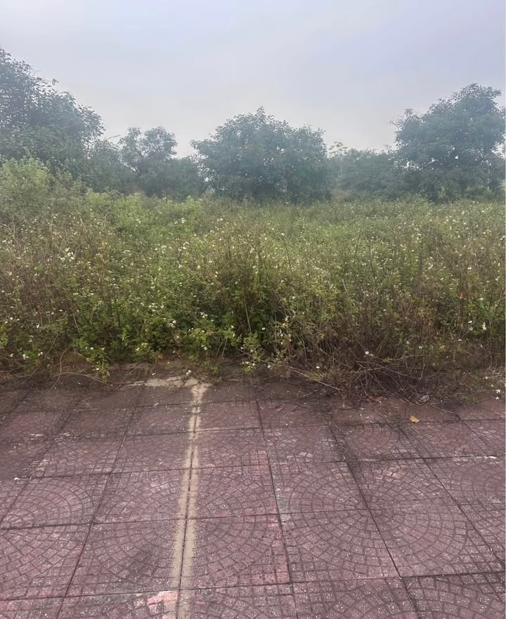 Đất nền Dũng Liệt, Yên Phong 100m² giá chỉ 2 tỷ - Đón tài lộc cho gia đình bạn!