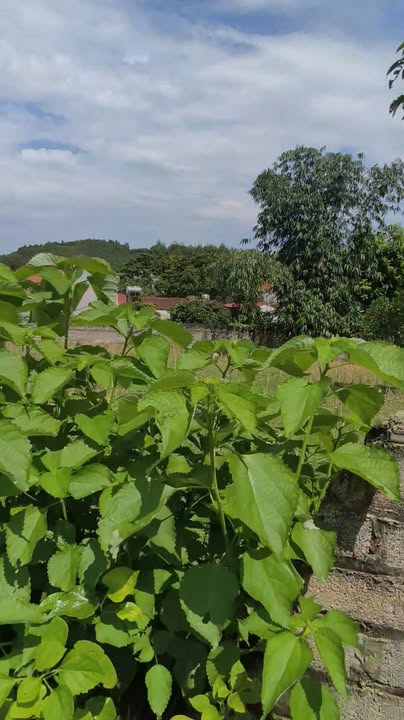 Đất nền Trại Mía, Yên Thế, Bắc Giang 443m² - Phong thủy tốt, thuận tiện đầu tư!