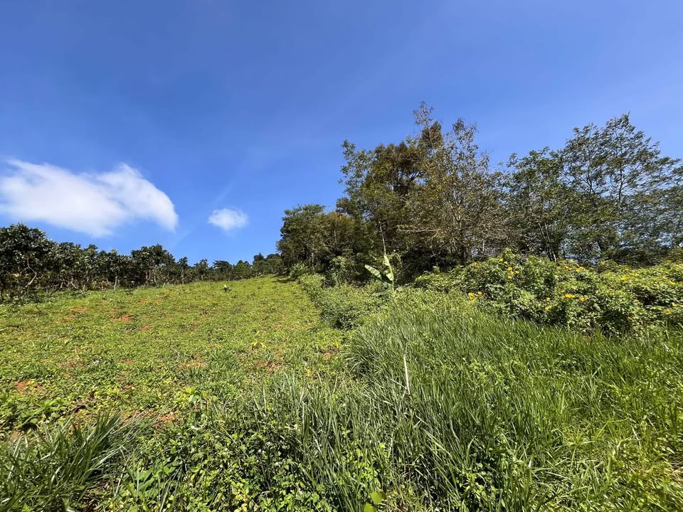 Đất nền Lộc Thành 8000m² giá 540 triệu - Sổ sách rõ ràng, mặt tiền 20m!