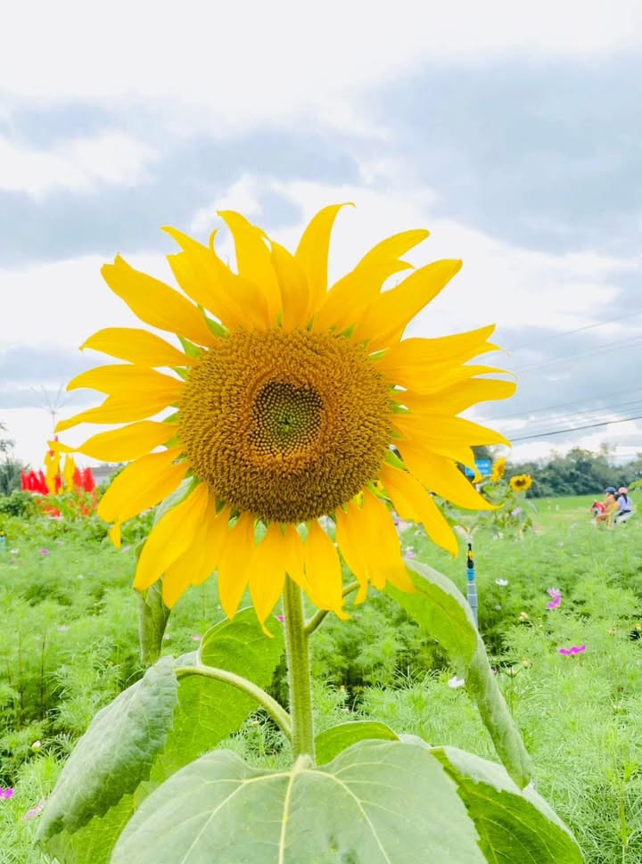 Đất nền Hoài Mỹ 120m² giá 280 triệu - Khu dân cư cao ráo, không ngập nước!