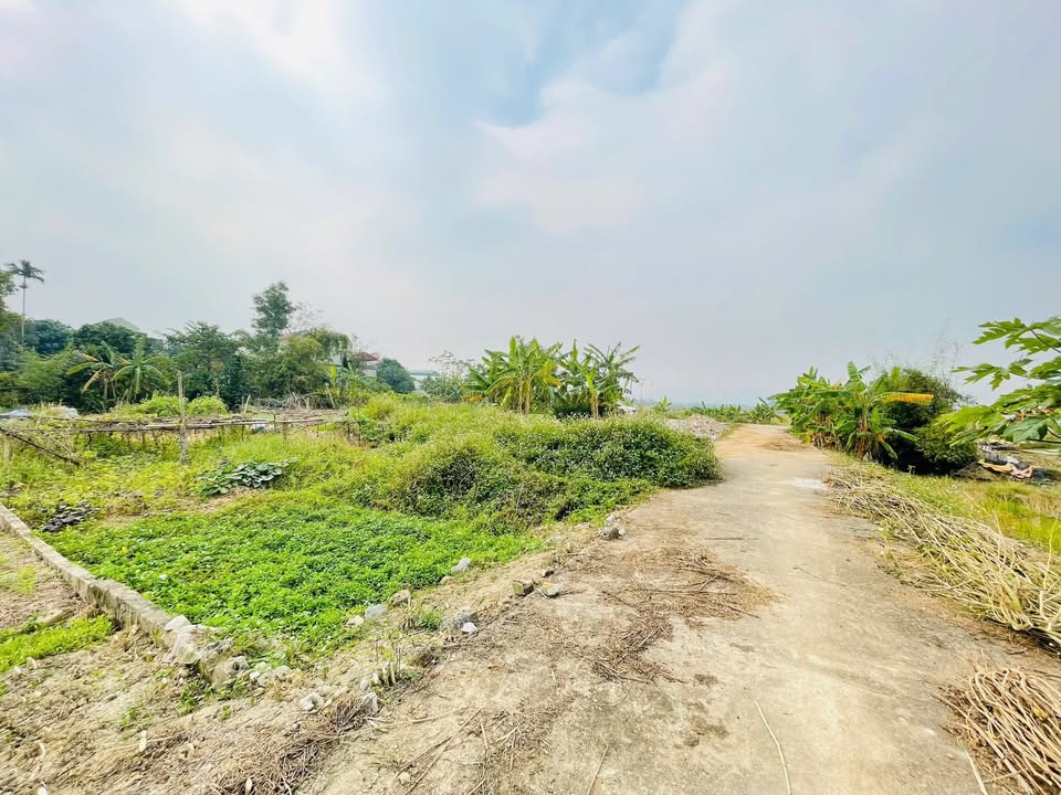 Đất nền thổ cư Thanh Tâm 245m² giá chỉ 2.45 tỷ - Cơ hội đầu tư tuyệt vời!