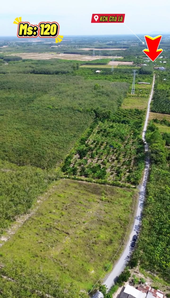 Đất nền khu phố Trường Cửu, phường Long Hoa, 1056m², giá 1.5 tỷ - Cơ hội đầu tư hấp dẫn!