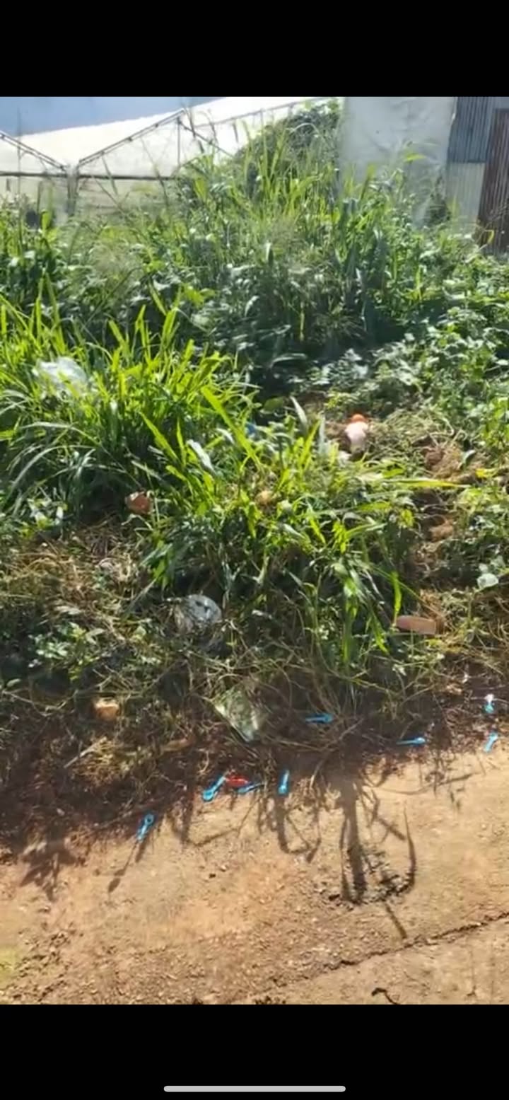 Đất nền Lâm Viên Đà Lạt 80m² giá 280 triệu - Cơ hội đầu tư tốt!