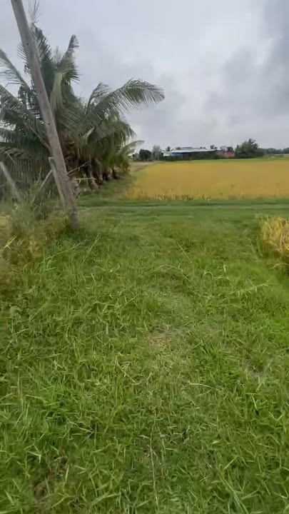 Đất nông nghiệp 2800m² tại An Ninh, Đức Hòa giá 650 triệu - Sổ đỏ chính chủ!