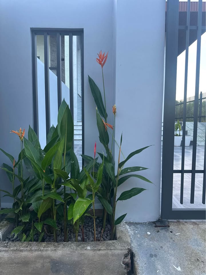 Nhà đẹp đường Petong, Gia Kiệm 134m² giá 1.3 tỷ - Sổ riêng thổ cư!