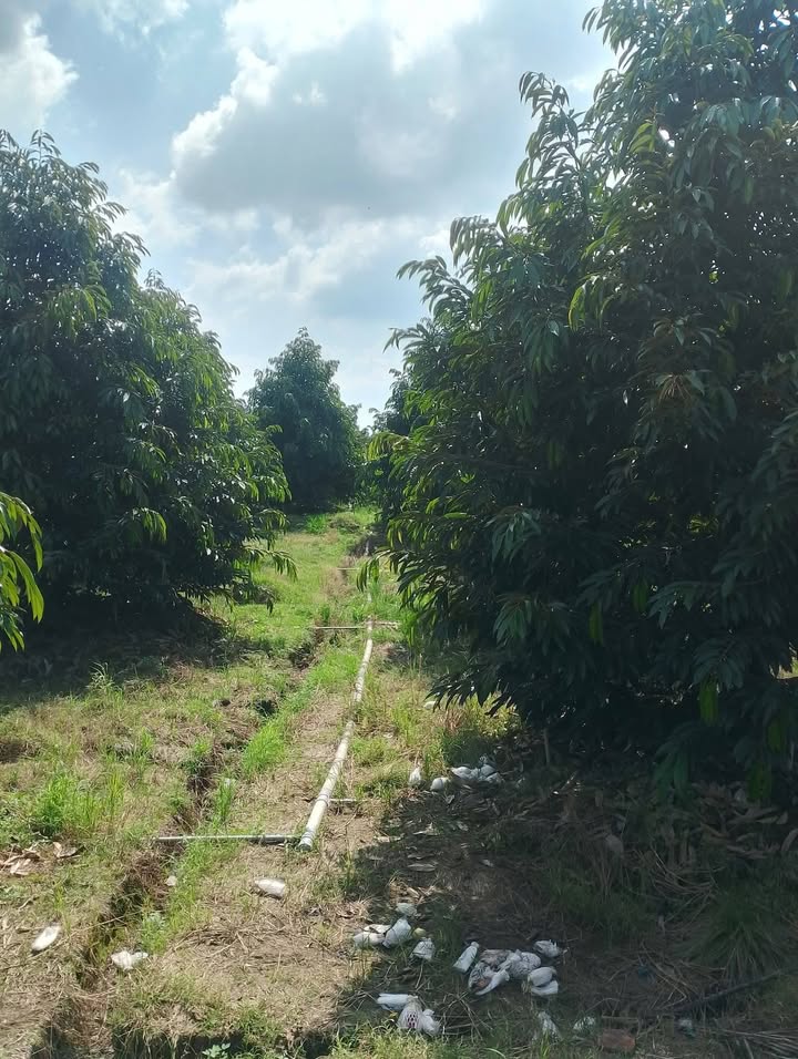 Đất vườn Thanh Mỹ Tháp Mười 10.000m² giá 6.2 tỷ - Tiềm năng phát triển cao!