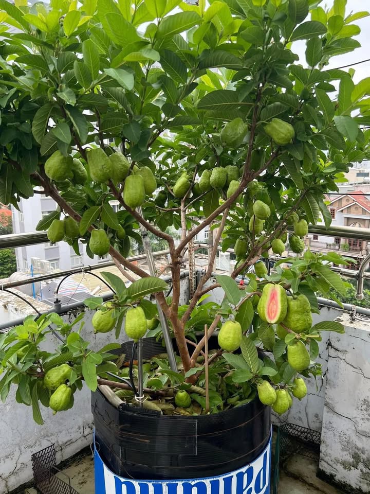 Đất Mặt Tiền Nguyễn Công Hoan 155m² giá 6 tỷ - Thích hợp kinh doanh sầm uất!