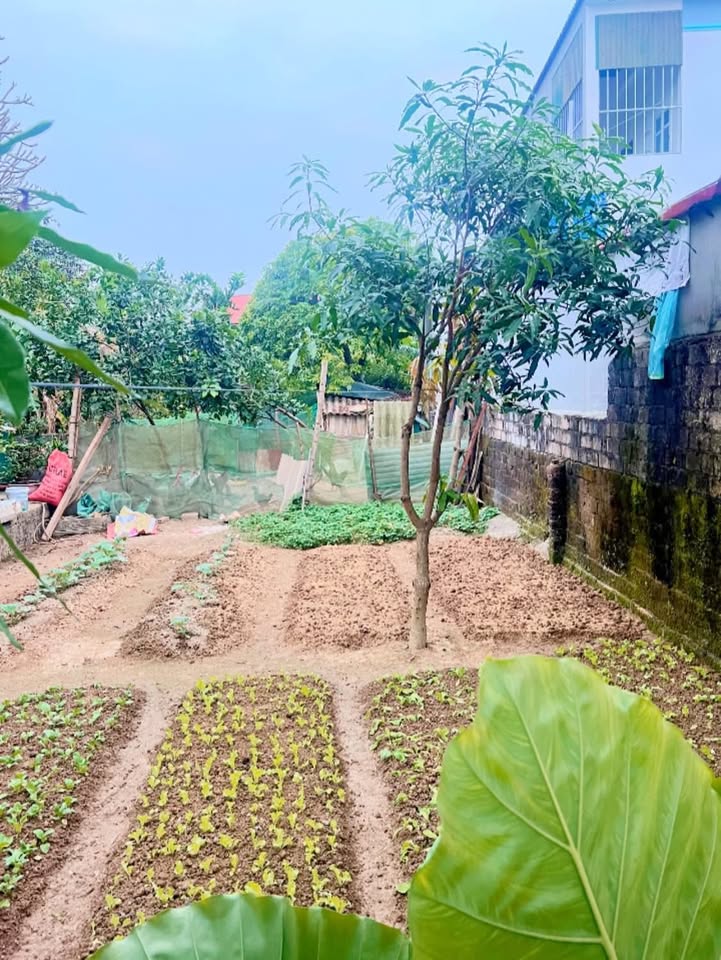 Đất thổ cư Vạn Hòa 117m² - Gần cổng chào thôn Tân Dân, giá thỏa thuận!