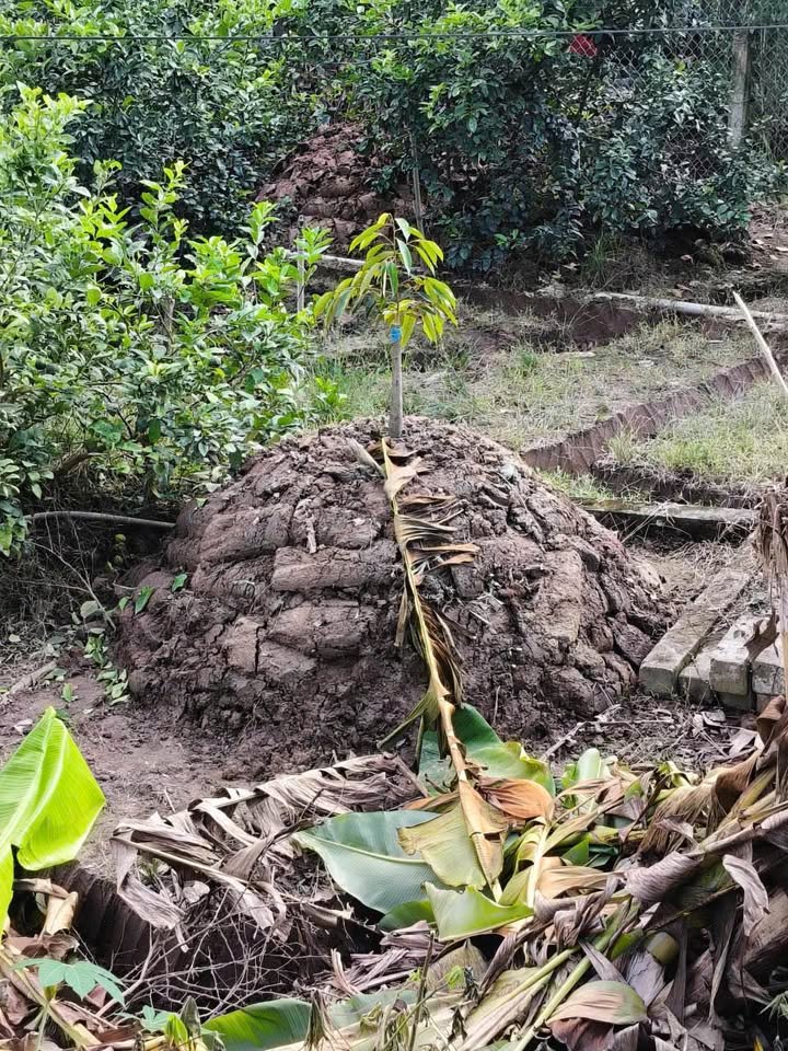 Đất hai mặt tiền Tân Hưng, Cái Bè 4000m² giá 3 tỷ - Cơ hội đầu tư tuyệt vời!