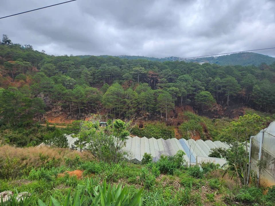 Đất nền Đà Lạt 3000m² giá 17.5 tỷ - Đầu tư sinh lời, view đẹp!