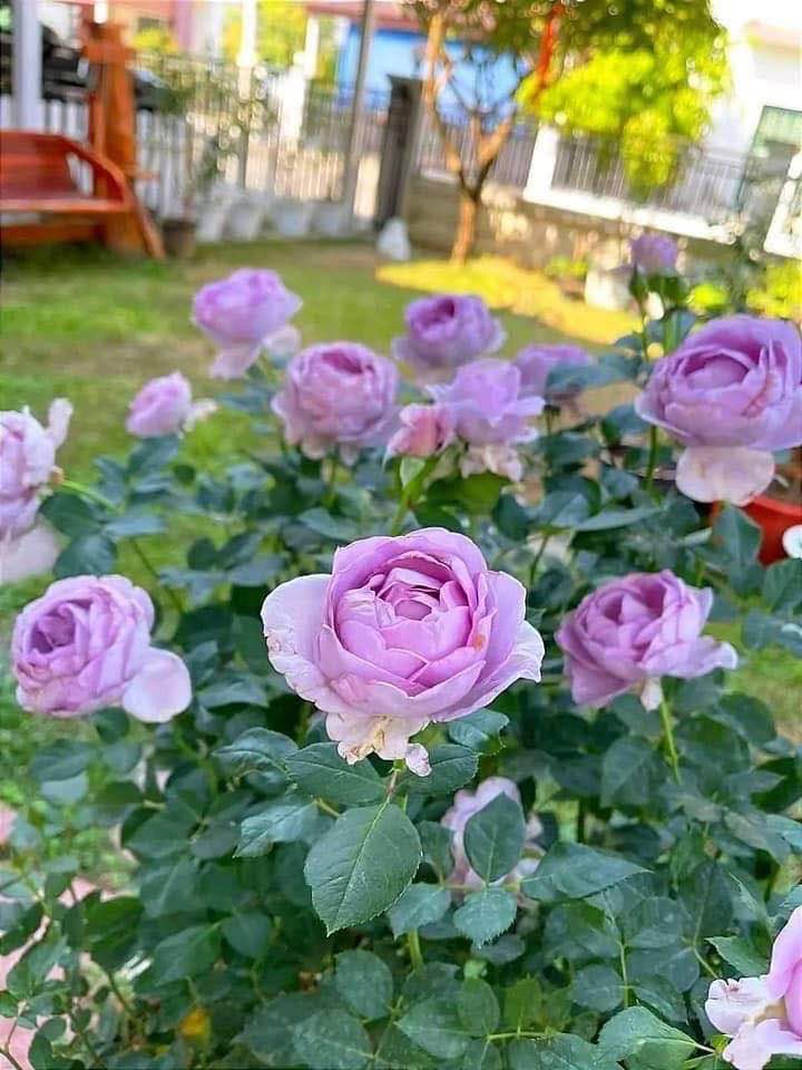 Nhà mặt tiền đường Thống Nhất, thị trấn Liên Nghĩa 395m² giá 17 tỷ - Cơ hội đầu tư hiếm có!