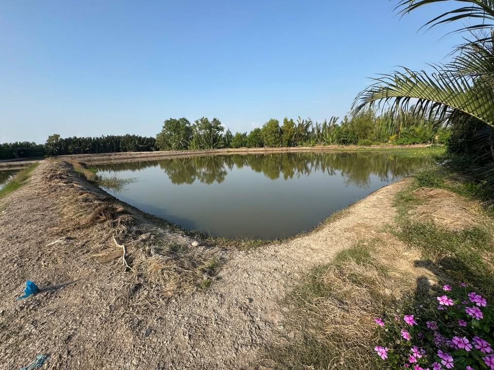 Đất ao tôm xã Tân Chánh 3649m² giá chỉ 280 triệu - Cơ hội đầu tư sinh lời!