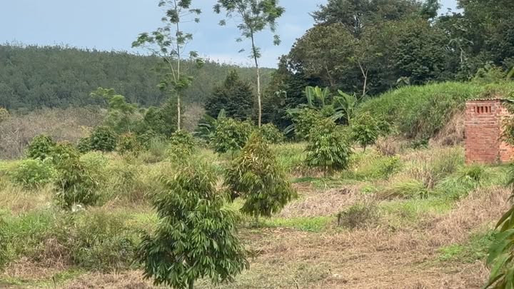 Đất Farm 15.000m² tại Minh Hưng Bình Phước - Giá chỉ 2.7 tỷ, ô tô tới nơi!