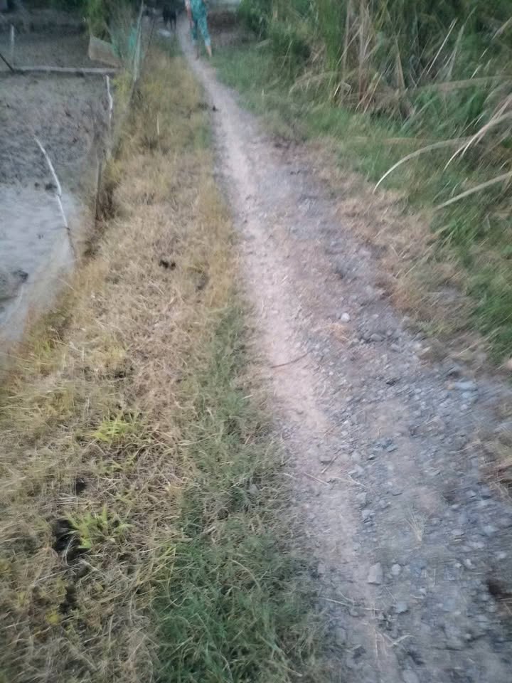 Đất ruộng Phú Lễ, Ba Tri, Bến Tre 7000m² giá 1.96 tỷ - Đầu tư sinh lời tiềm năng!