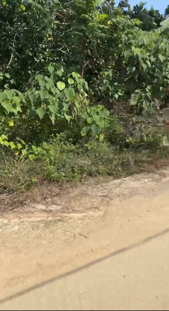 Đất nền Phú Hộ, Phong Châu 130m² giá 600 triệu - Đường ô tô vào tận nơi!