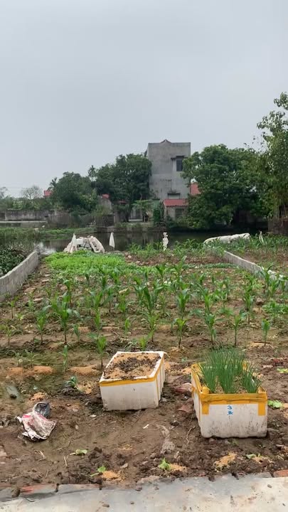 Đất thổ cư 106m² tại Dân Chủ, Hưng Hà, Thái Bình - Cơ hội đầu tư tuyệt vời!