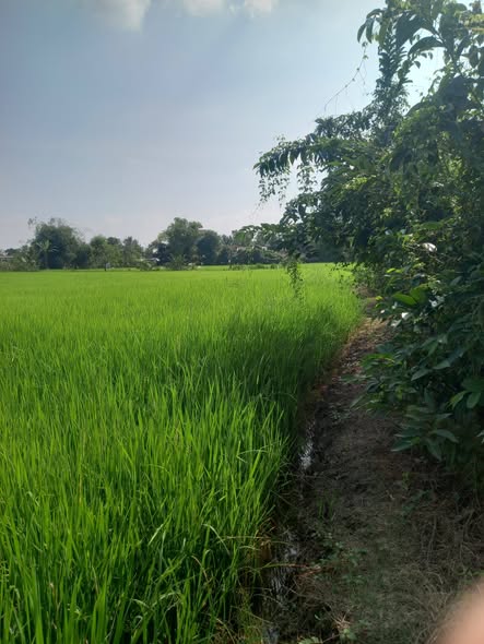 Đất lúa Tân Lân, Cần Đước, Long An 3600m² giá 360 triệu - Đầu tư lý tưởng!