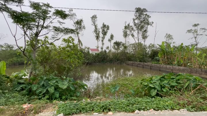 Đất nền Kim Liên, Nam Đàn 300m² - Vị trí thoáng đẹp, sổ hồng chính chủ!