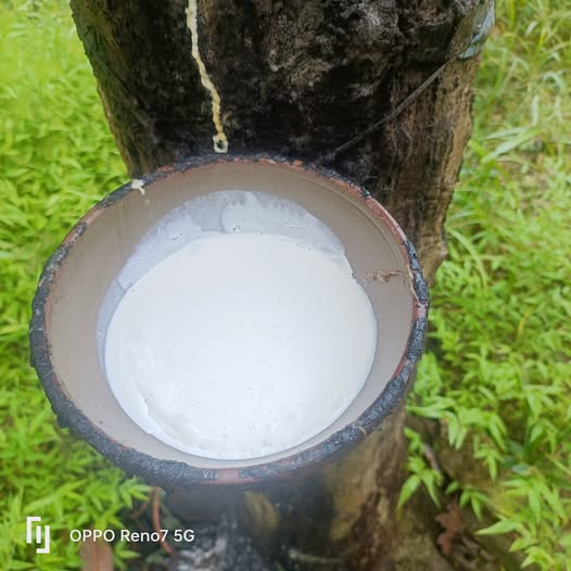 Đất nền xã Tân Lợi Đồng Phú 10.000m² giá chỉ 2,3 tỷ - Đầu tư sinh lời ngay!