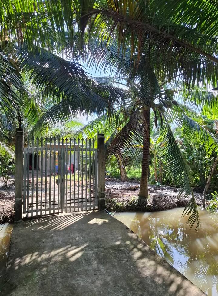 Bán đất Lương Hòa Giồng Trôm 500m² giá 580 triệu - Nhà tường cấp 4 tiện nghi!