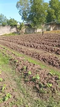 Đất thổ cư 1500m² tại ấp Mỹ Tây, Cần Đước chỉ 2.4 tỷ - Đầu tư sinh lời cao!