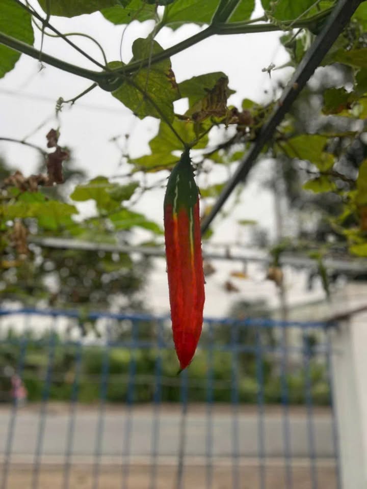 Đất nền Yên Mỹ, Thanh Trì 187m² giá 500 triệu - Đầu tư sinh lời ngay!