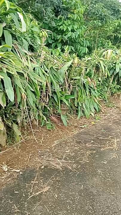 Đất nền Lộc An 4800m² giá 4.1 tỷ - Sổ đỏ chính chủ, vị trí đẹp!