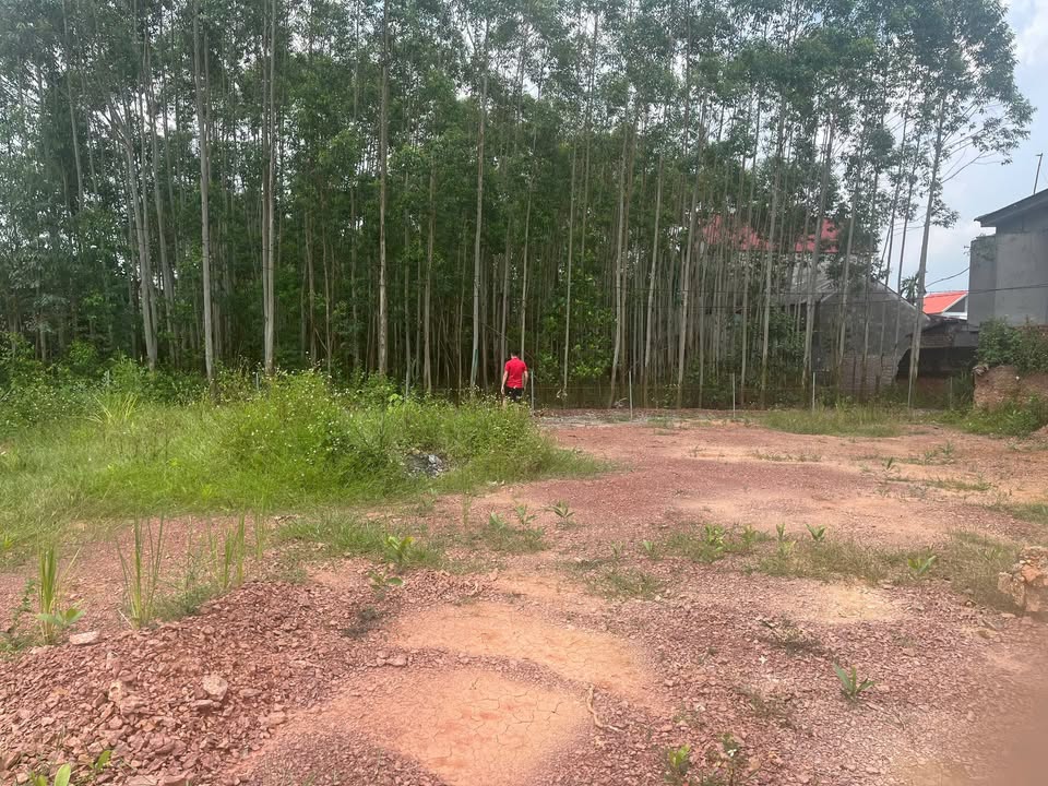 Đất thổ cư Thái Đào Lạng Giang 297.6m² giá 1 tỷ - Cơ hội đầu tư tuyệt vời!