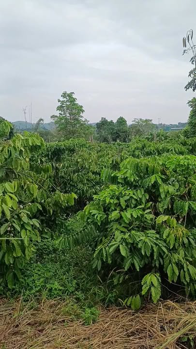 Đất nền 444m² đường Trục 8, Krông Nô - Giá tốt, sổ đỏ chính chủ!