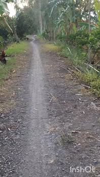 Đất nông nghiệp 16,500m² tại Bình Hòa Trung, Mộc Hóa - Giá 2.6 tỷ, đầu tư sinh lời!