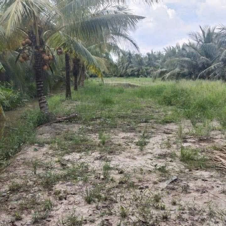 Đất thổ cư 520m² tại Bình Hòa, Giồng Trôm - Giá chỉ 330 triệu!