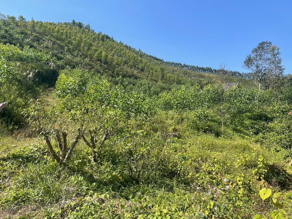 Đất Farm Trường Sơn Lục Nam 3,5ha - Cơ hội đầu tư hấp dẫn!