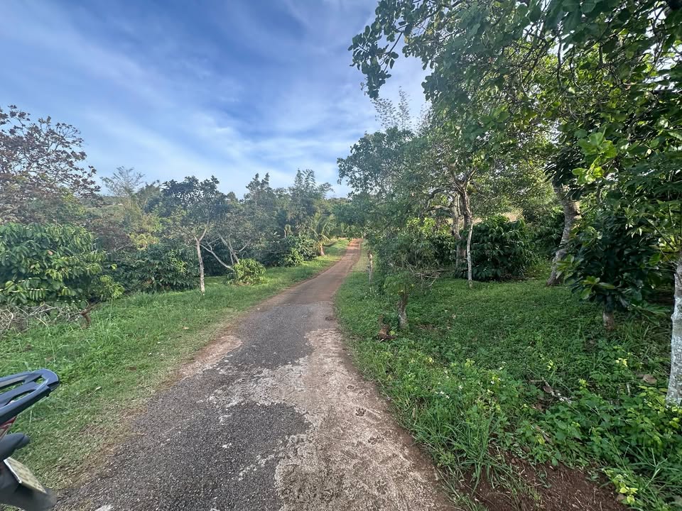 Đất thổ cư Nam Gia Nghĩa 204m² giá chỉ 780 triệu - Cơ hội đầu tư tuyệt vời!