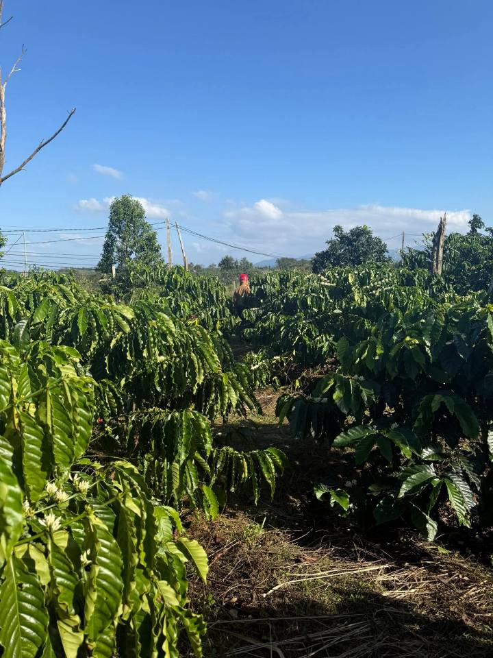 Đất nền Nhân Đạo Đắk R'Lấp 24000m² giá 1.3 tỷ - Đường bê tông, thuận lợi cho đầu tư!